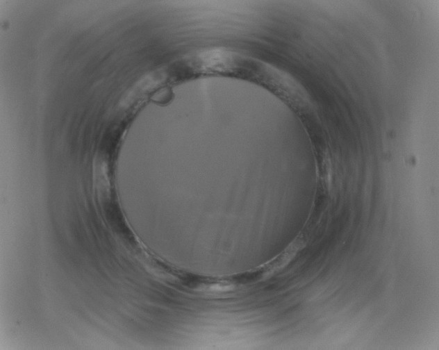 X0000079320506200612081937