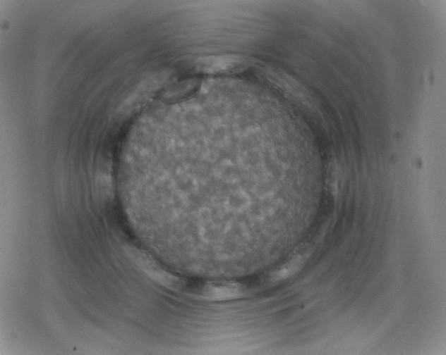 X0000079320510200612081937