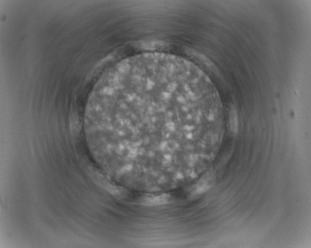 X0000079320569200612081937