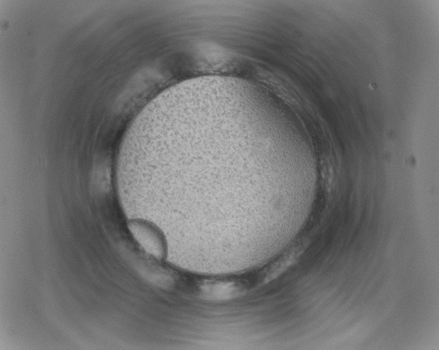 X0000079320602200612081936