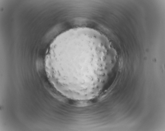 X0000079320623200612081936