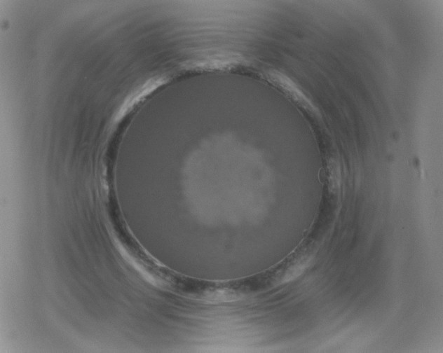 X0000079320634200612081935