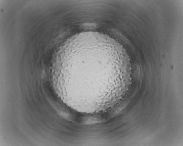 X0000079320655200612081935