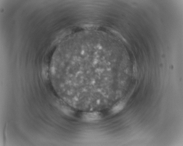 X0000079320671200612081935