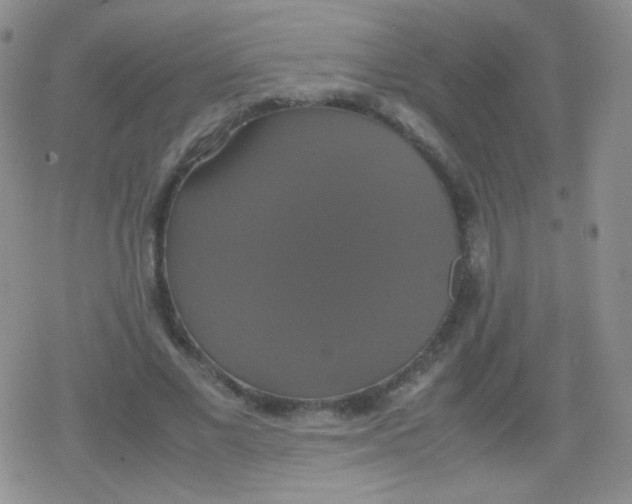 X0000079320685200612081935