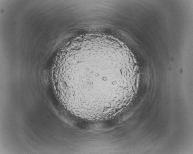 X0000079320695200612081934