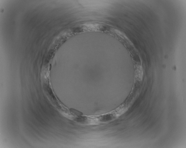 X0000079320701200612081934