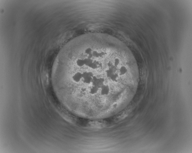 X0000079320703200612081934