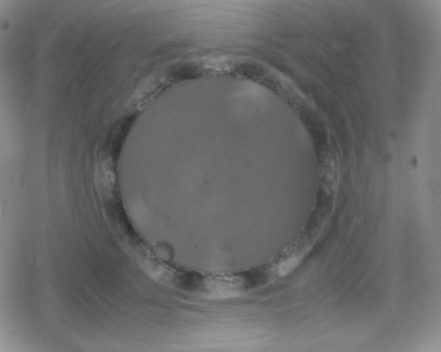 X0000079320707200612081934