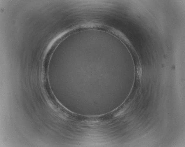 X0000079320724200612081933