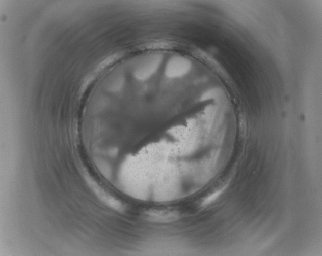 X0000079320725200612081933