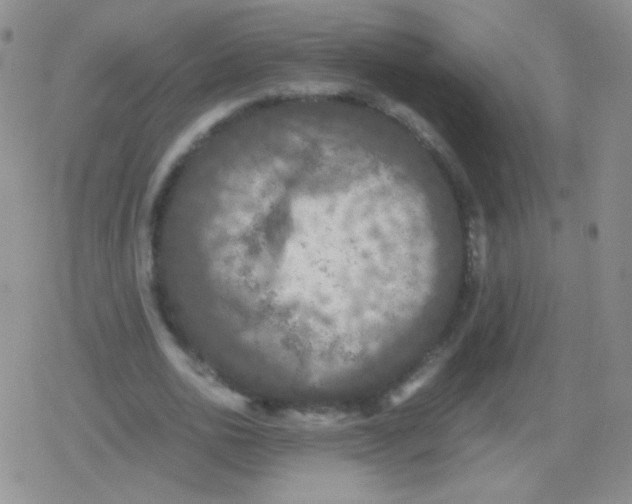 X0000079320726200612081933