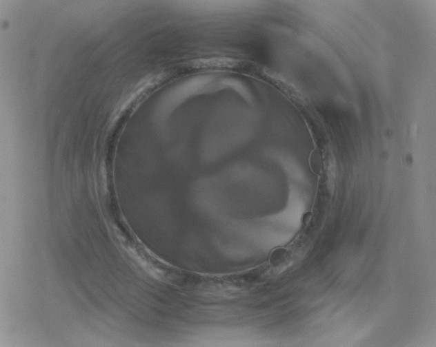 X0000079320729200612081933