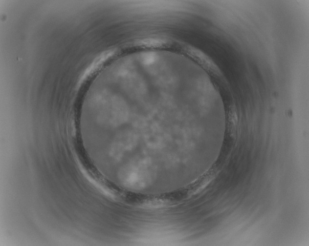 X0000079320734200612081933