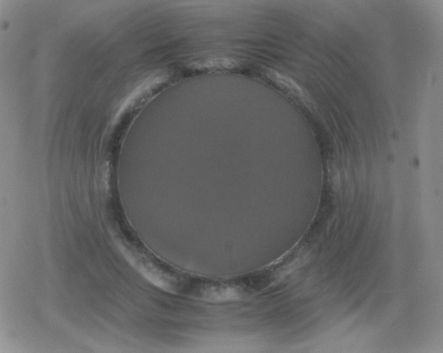 X0000079320735200612081933