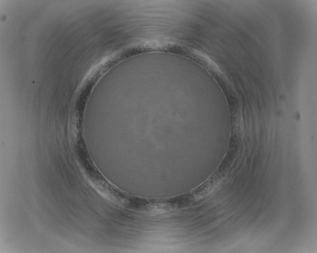 X0000079320736200612081933