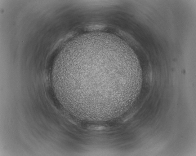 X0000079320743200612081934