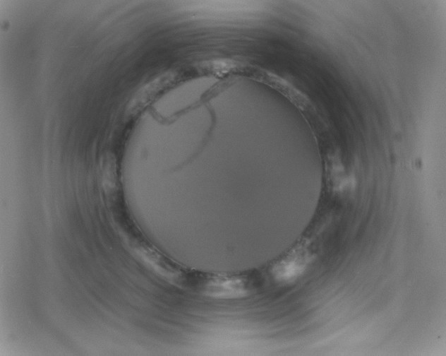 X0000079320760200612081934