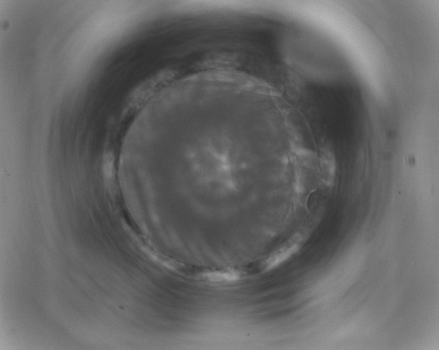 X0000079320765200612081934