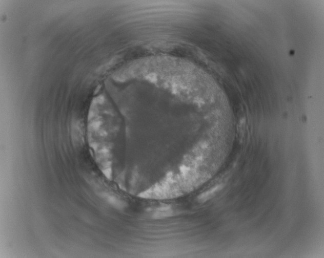 X0000079320772200612081933