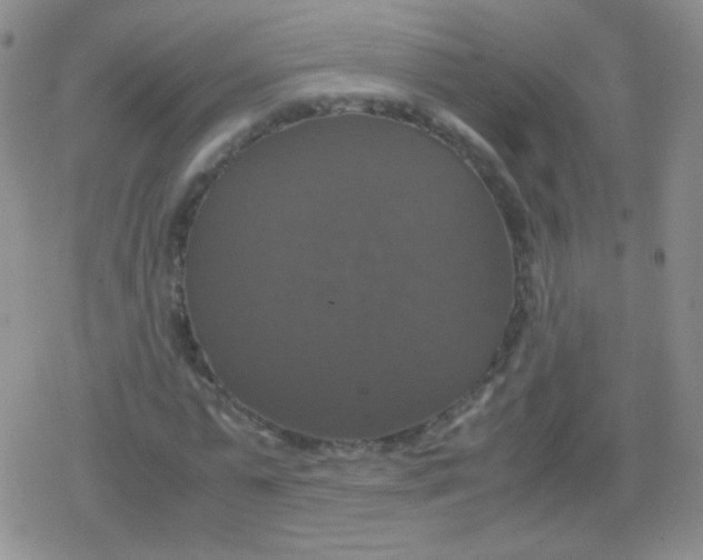 X0000079320775200612081933