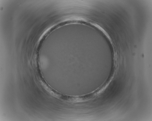 X0000079320783200612081933