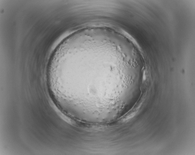 X0000079320803200612081933