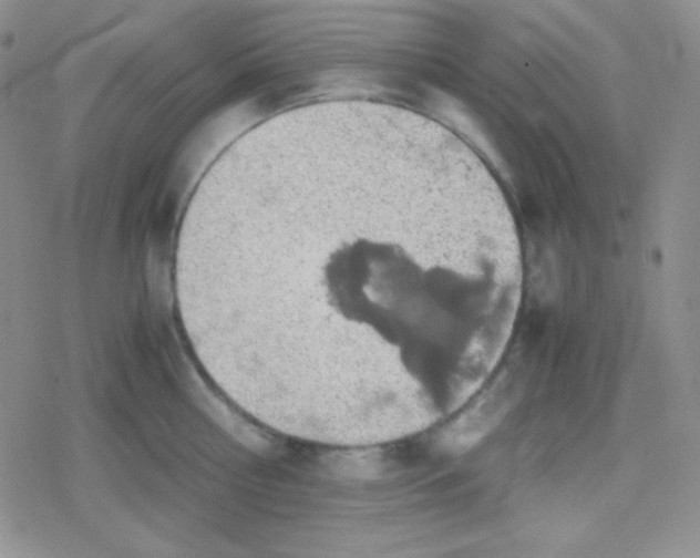 X0000079320810200612081932