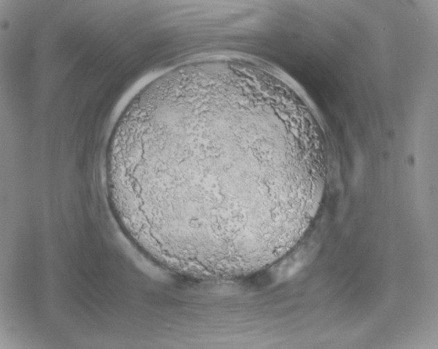 X0000079320811200612081932