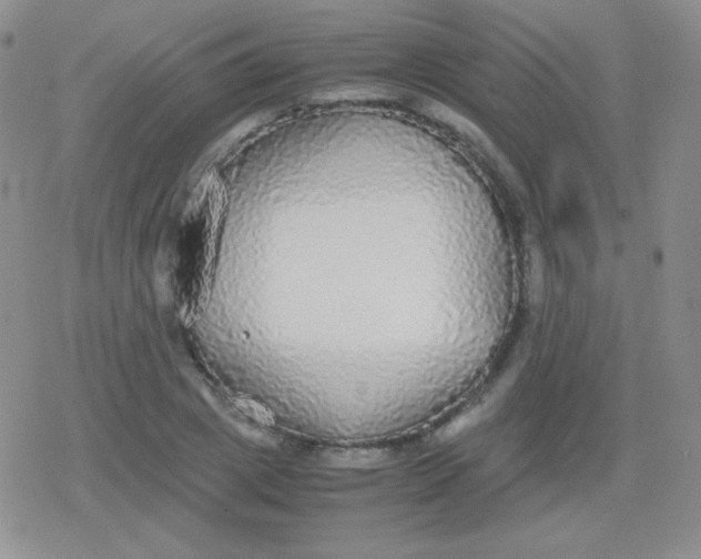 X0000079320833200612081932