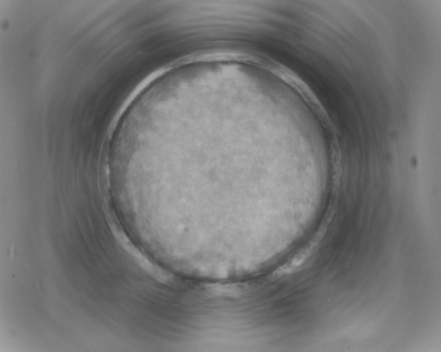 X0000079320852200612081932