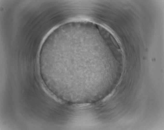 X0000079320864200612081932