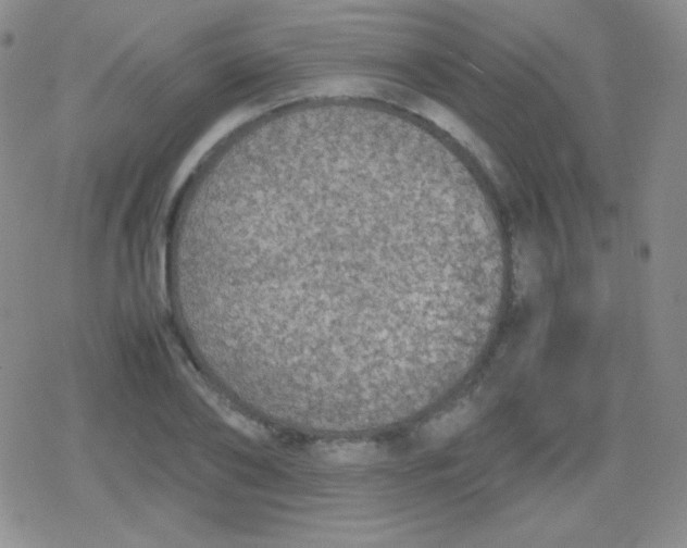 X0000079320886200612081931