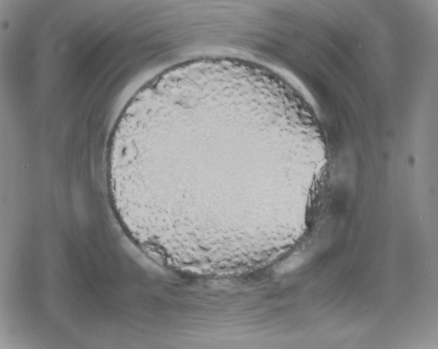 X0000079320903200612081931