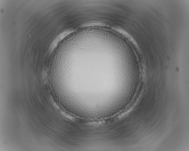 X0000079320937200612081930