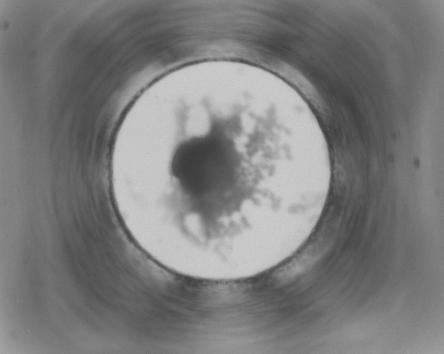 X0000079320950200612081931