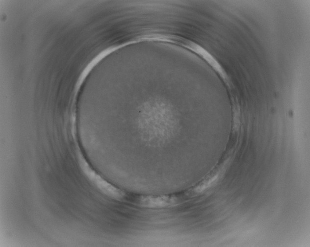 X0000079320955200612081931