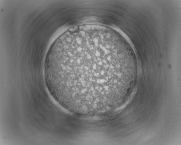 X0000079320957200612081931