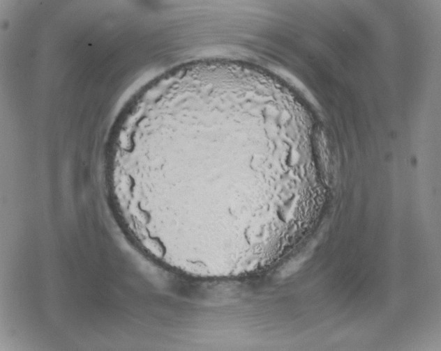 X0000079320991200612081930