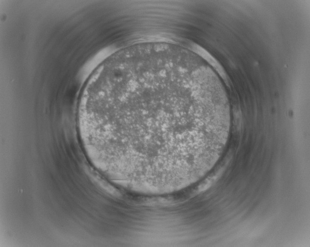 X0000079321002200612081929