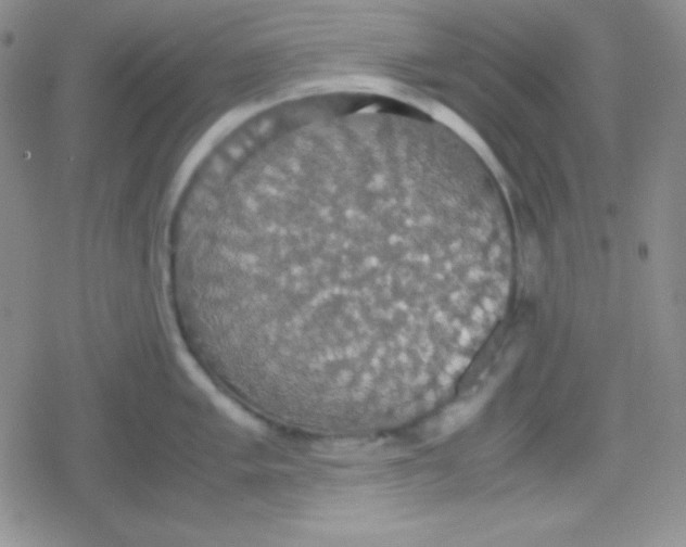 X0000079321005200612081929