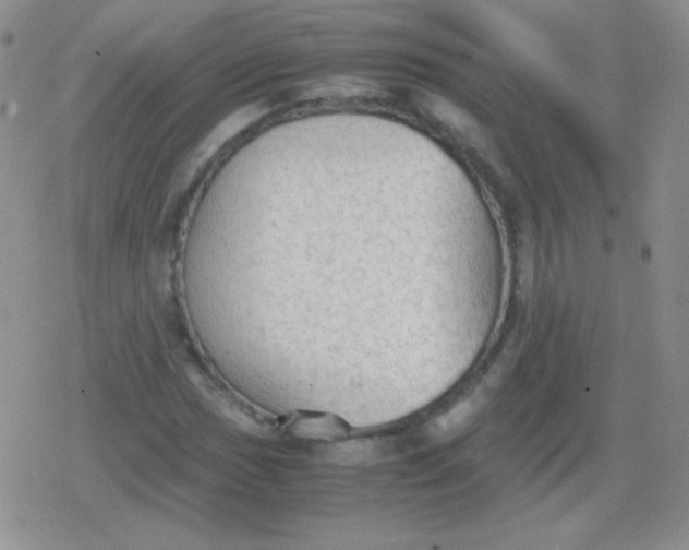 X0000079321017200612081929