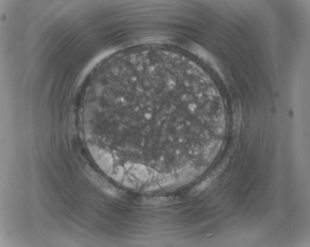 X0000079321019200612081929