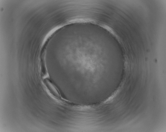 X0000079321030200612081929