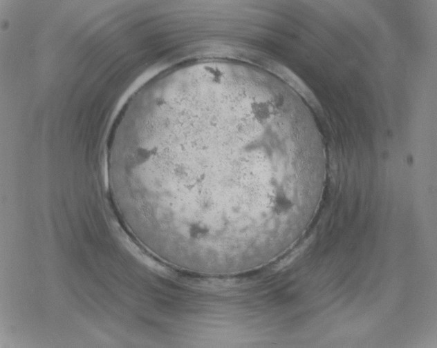 X0000079321036200612081929