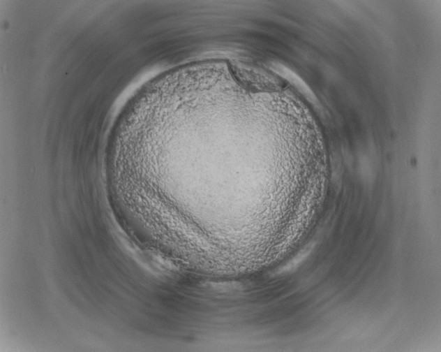 X0000079321043200612081929