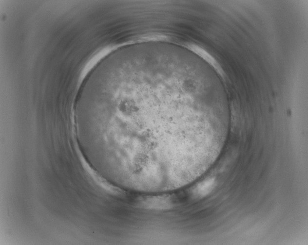 X0000079321047200612081929