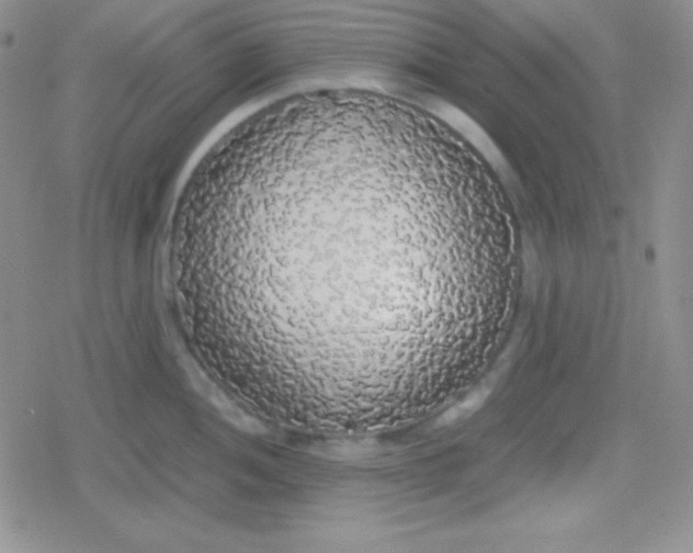 X0000079321052200612081929