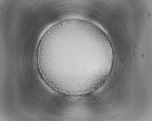 X0000079321056200612081929