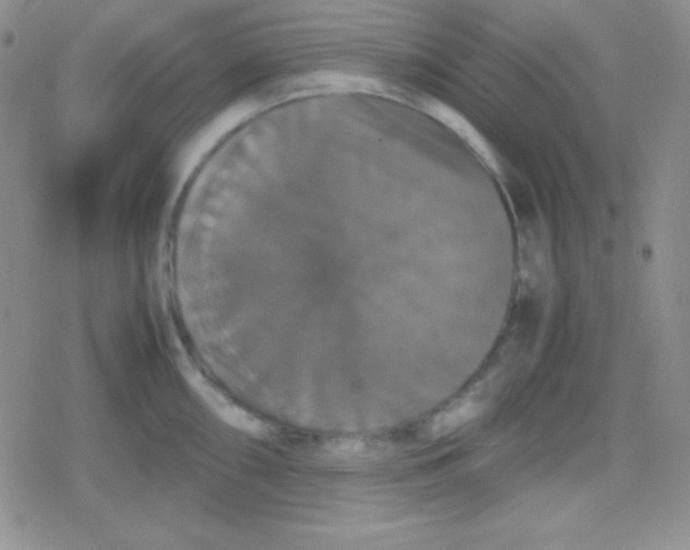 X0000079321098200612081928